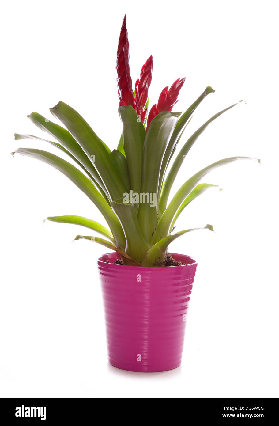 Indoor house plant hires stock photography and images Alamy