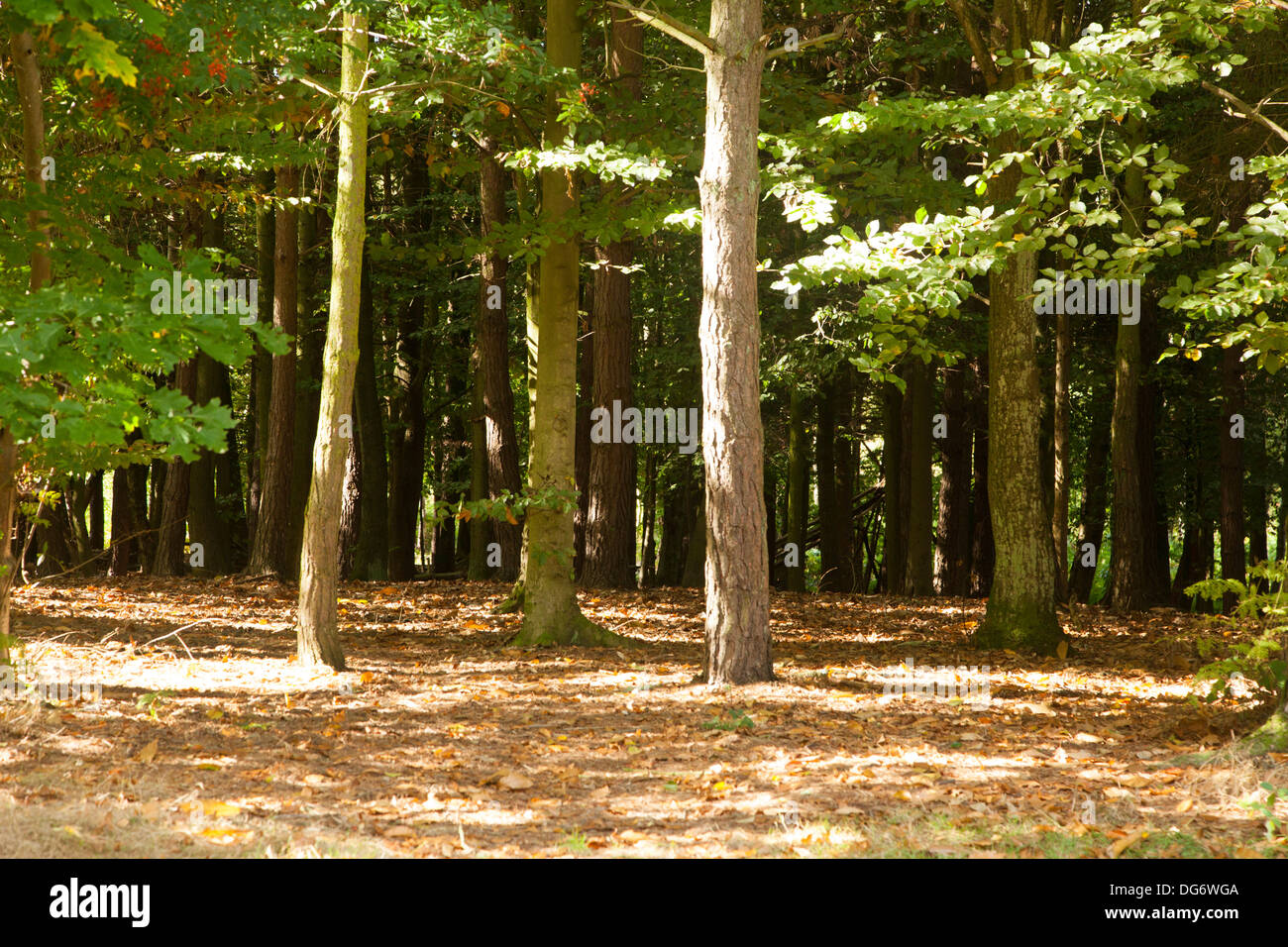 Trees wood nature hi-res stock photography and images - Alamy