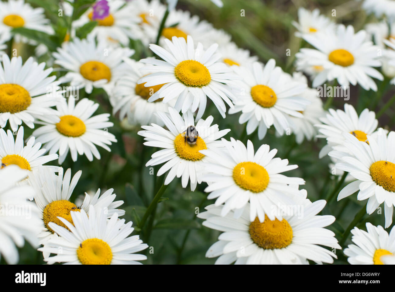 Bee and daisy flowers Stock Photo