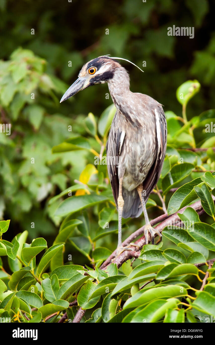 Yellow-crowned Night-heron - Green Cay Wetlands - Boynton Beach, Florida USA Stock Photo