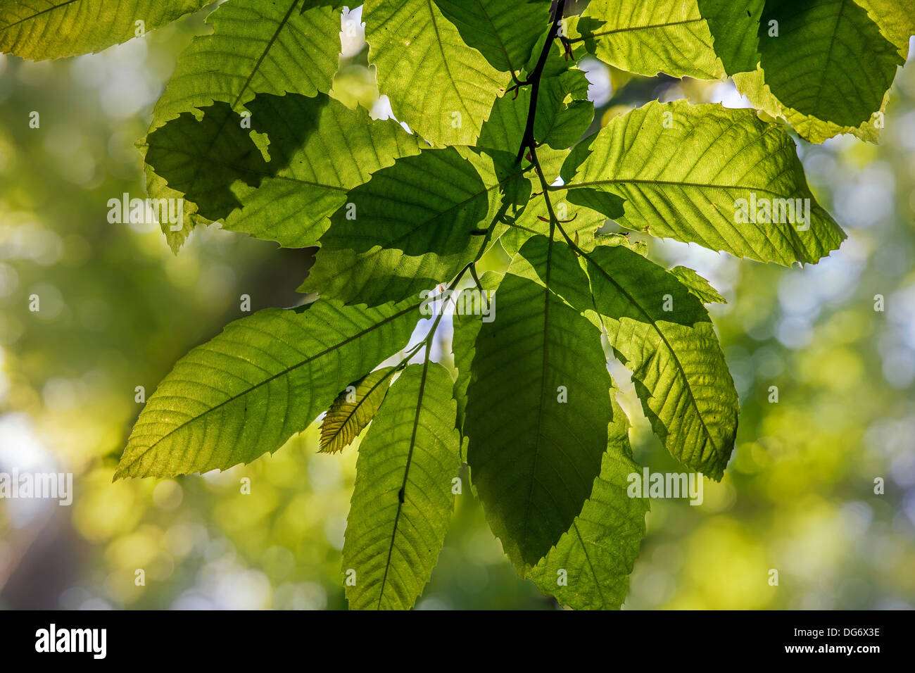 Sweet chestnut / marron tree (Castanea sativa) leaves in spring Stock Photo