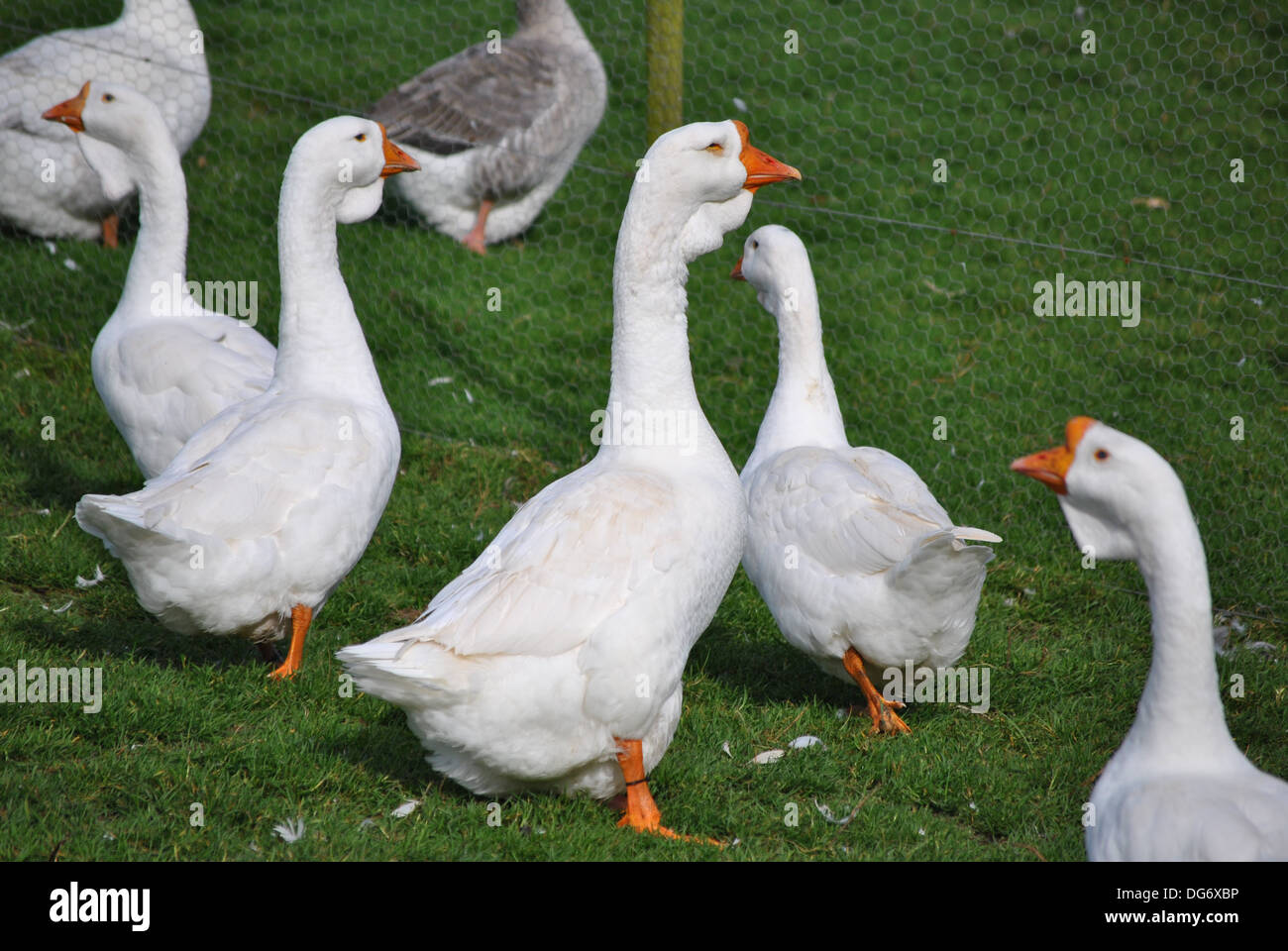 Chinese Geese Stock Photo