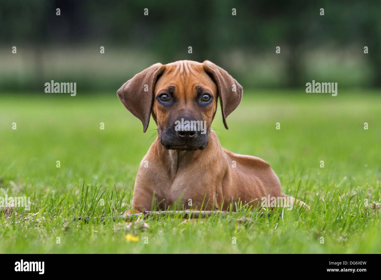 Rhodesian Ridgeback / African Lion Hound (Canis lupus familiaris) pup lying on lawn in garden Stock Photo