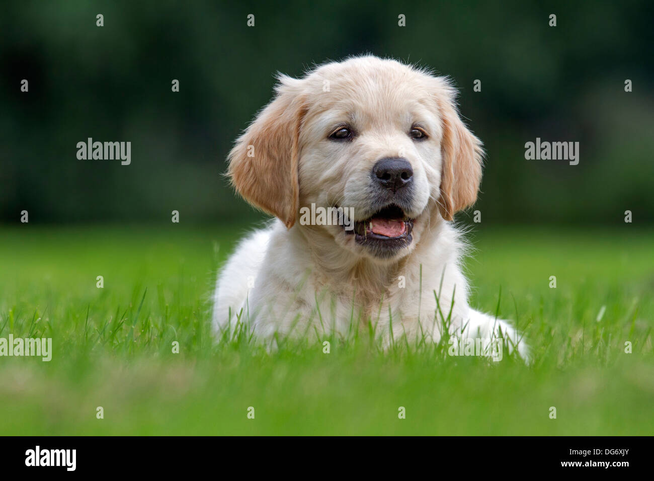 Golden retriever puppy hi-res stock photography and images - Alamy