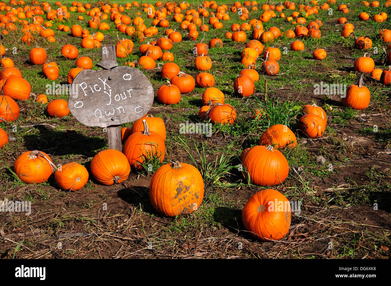 Pumpkin patch. Courtenay, Vancouver Island, Comox Valley, British