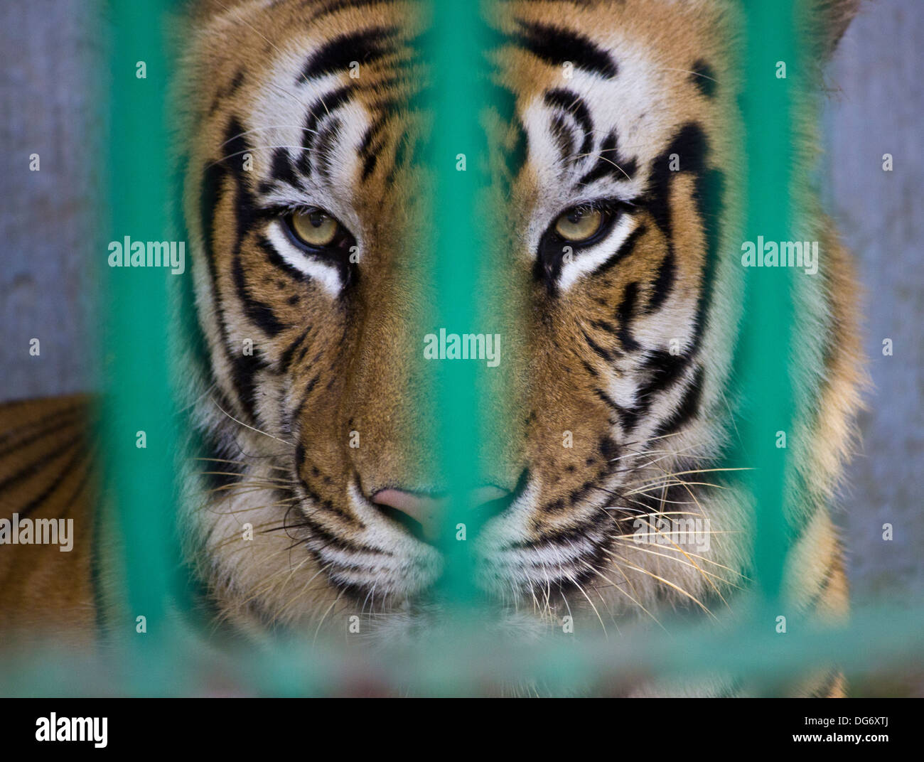 Caged Tiger Hi Res Stock Photography And Images Alamy