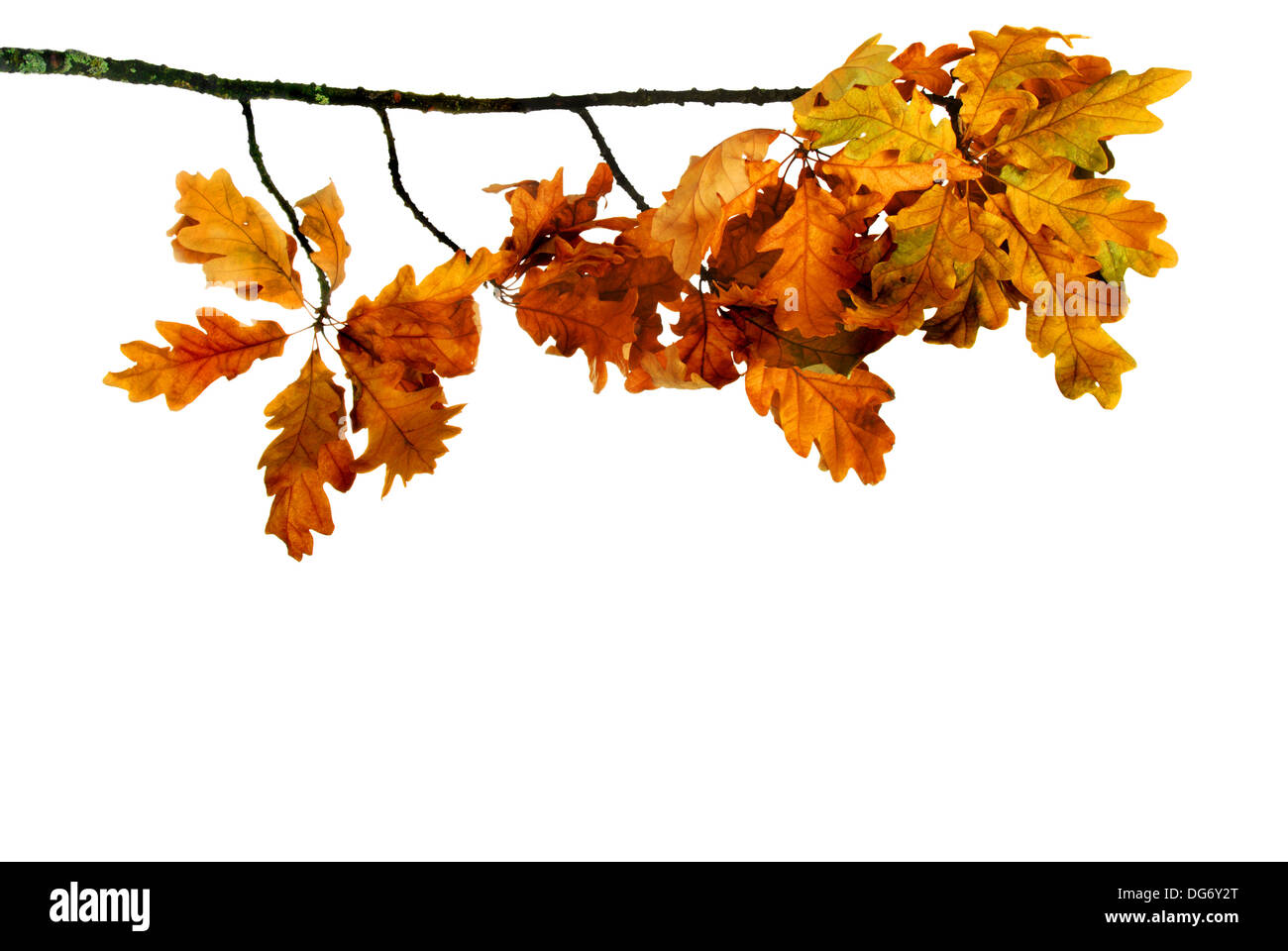 Oak branch with dry yellow leaves on a white background Stock Photo