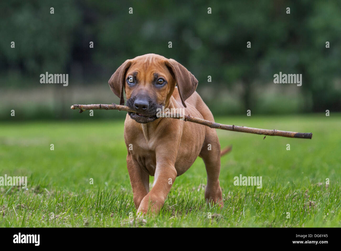 Rhodesian Ridgeback / African Lion Hound (Canis lupus familiaris) pup Stock Photo 61618597 Alamy