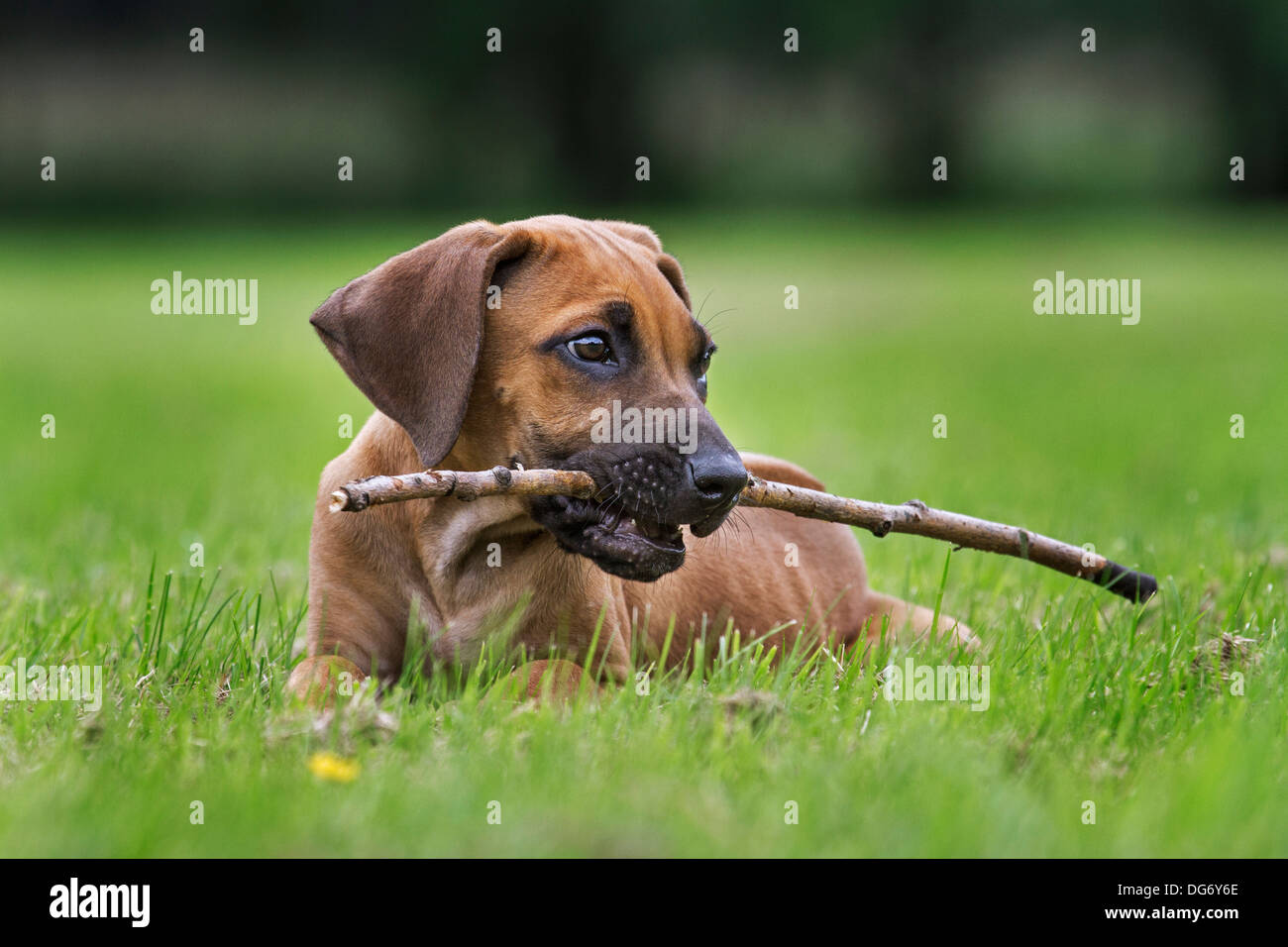 Rhodesian Ridgeback / African Lion Hound (Canis lupus familiaris) pup playing with twig in garden Stock Photo