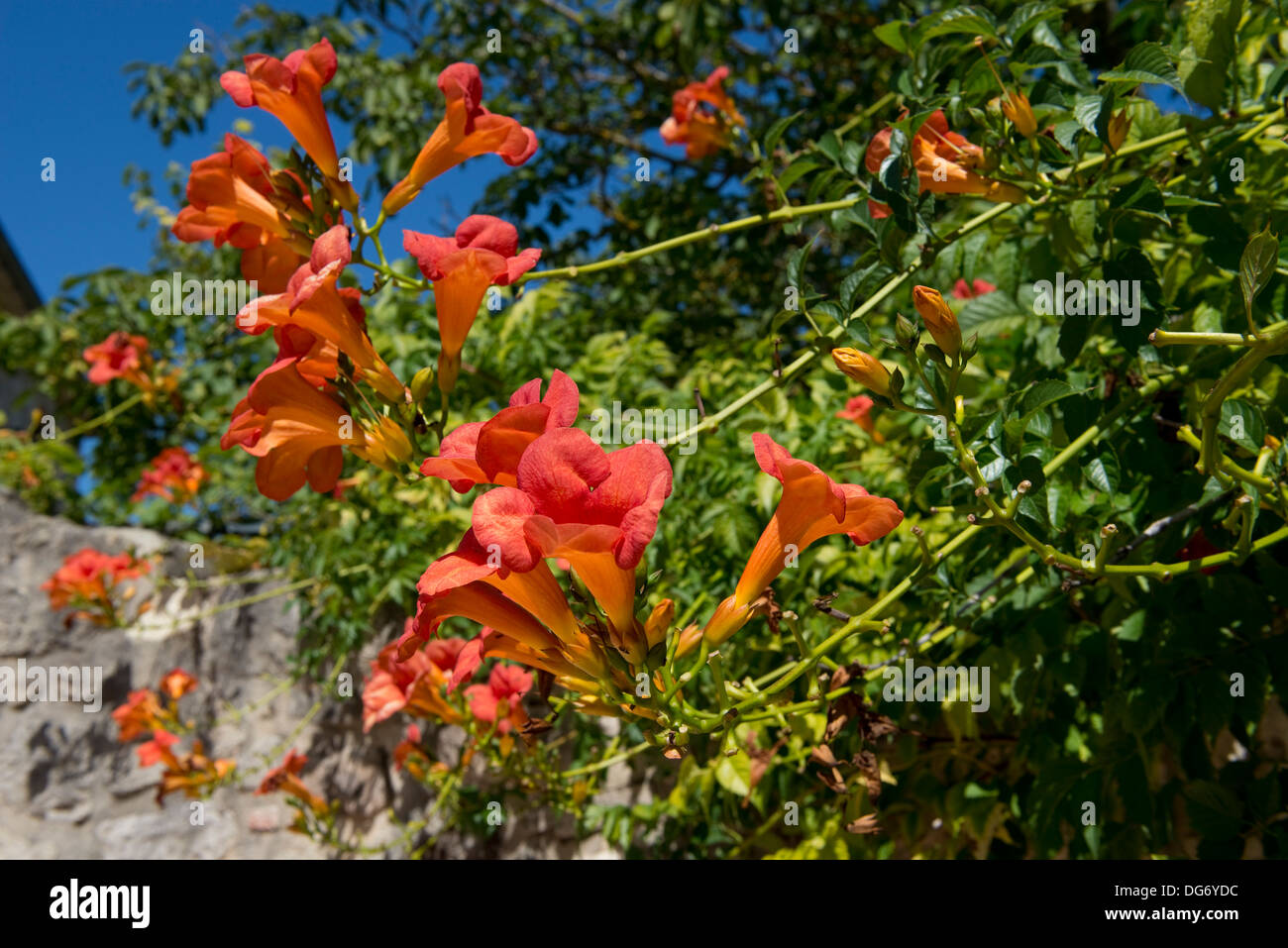 Trumpet creeper, Campsis radicans, flowering in a French garden Stock Photo