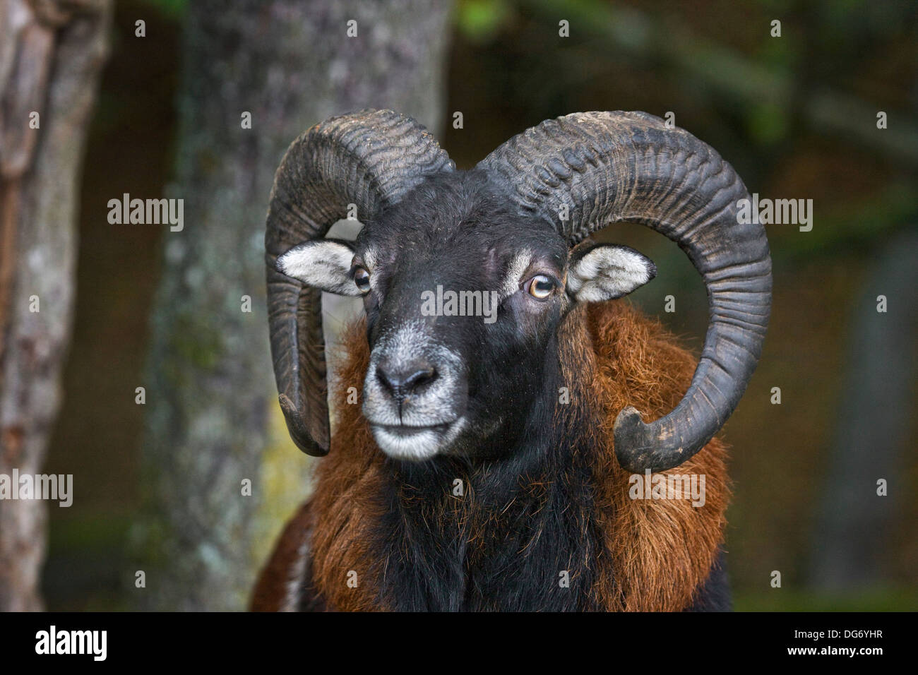 European mouflon (Ovis gmelini musimon / Ovis ammon / Ovis orientalis musimon) ram close up Stock Photo