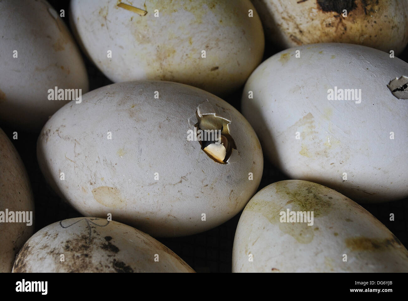 Goose egg hatching Stock Photo