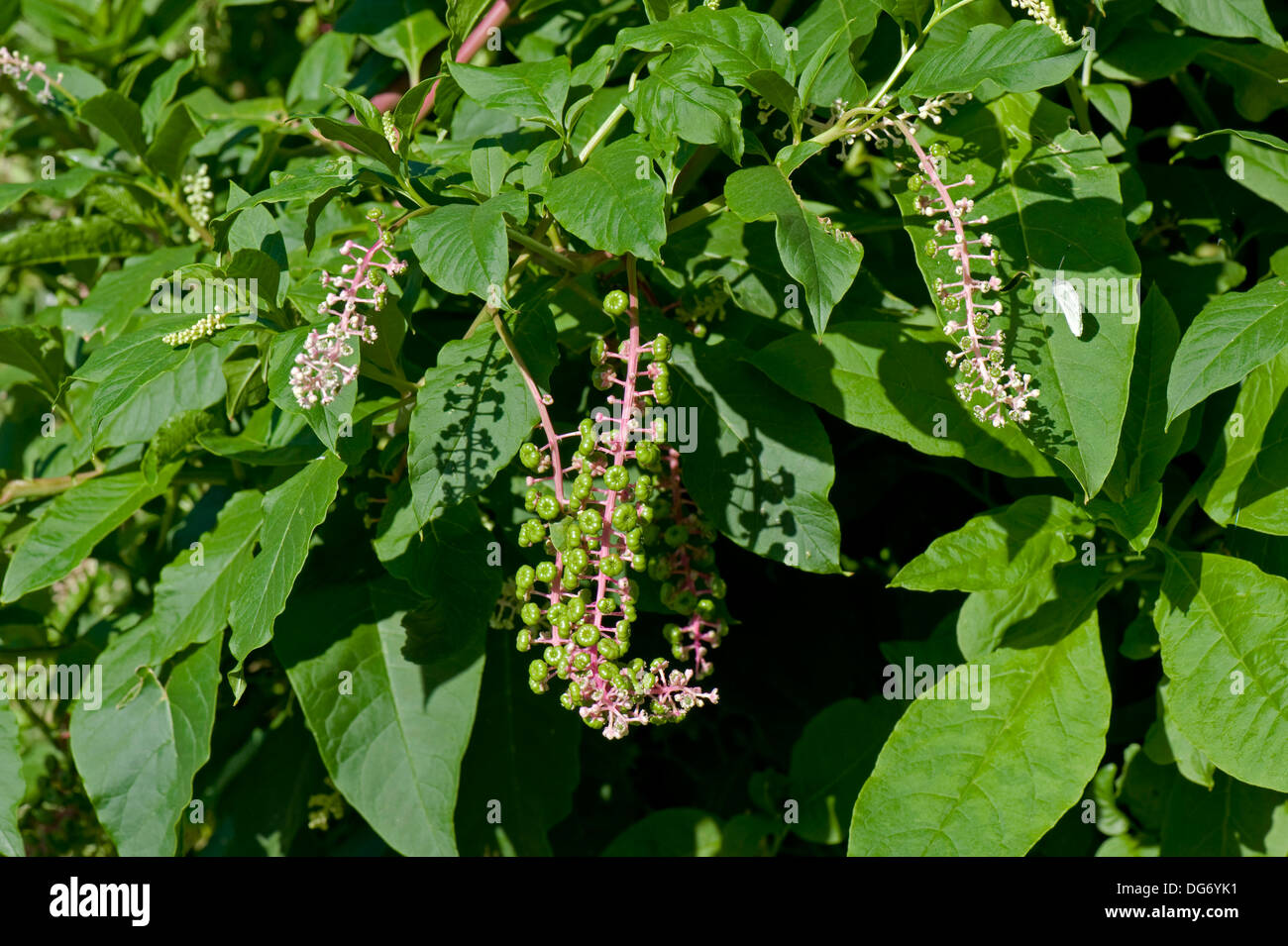 American pokeweed, Phytolacca americana, flowering and seeding plant Stock Photo