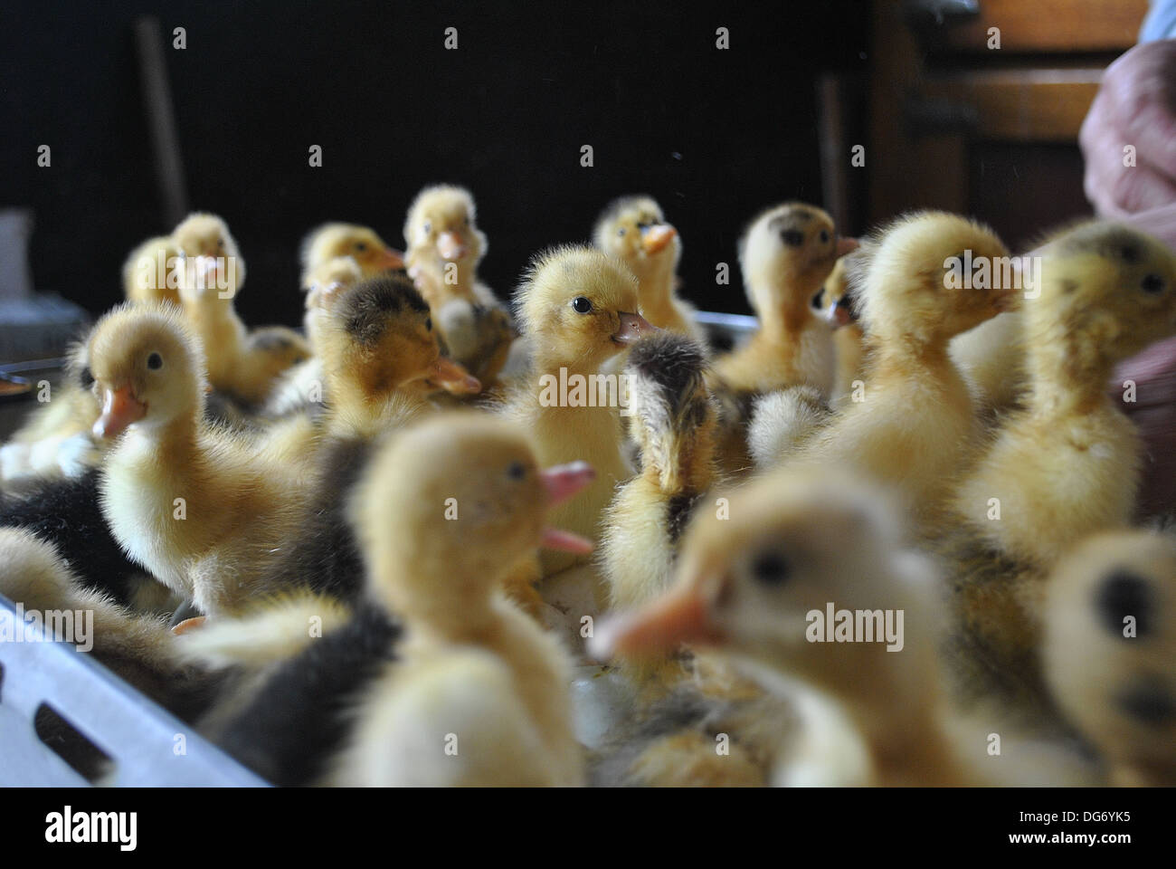 Ducklings hatching in an incubator Stock Photo