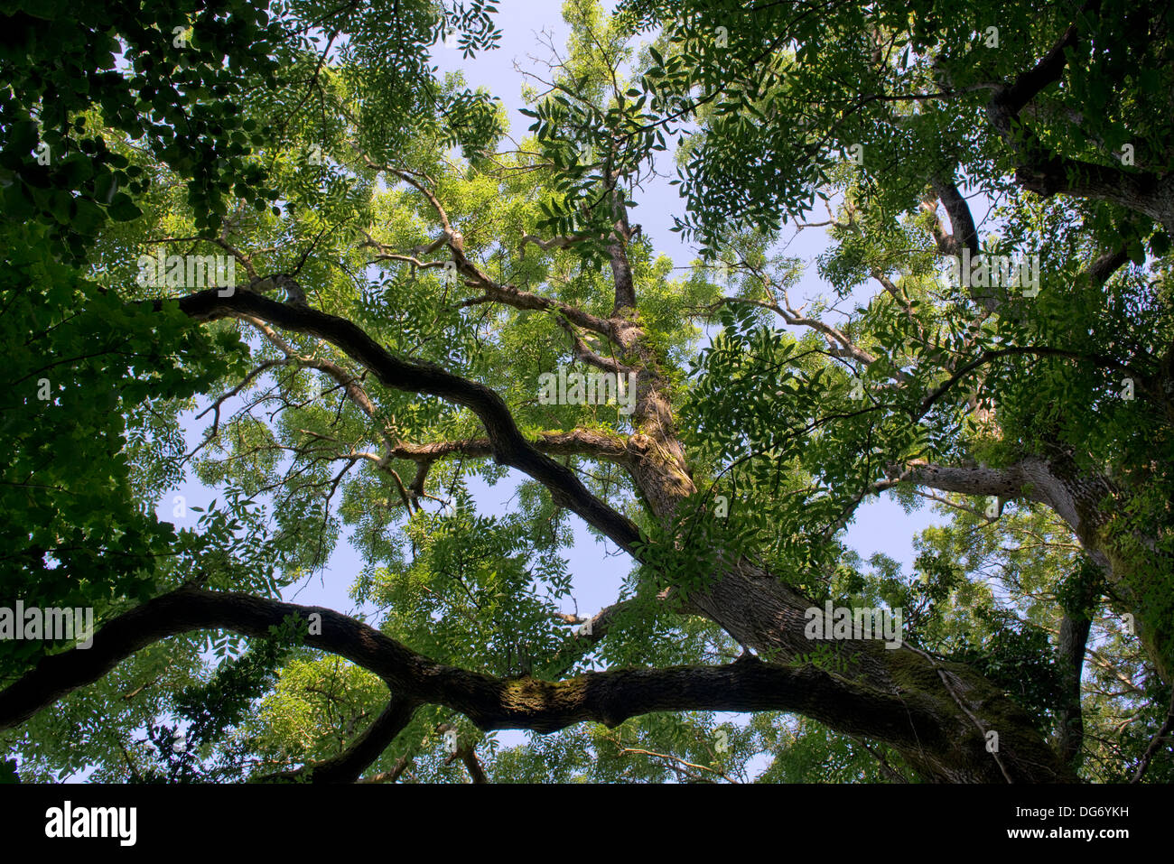 Looking up through the summer leaves of an old ash tree, Fraxinus excelsior, on the coastal path in East Devon Stock Photo