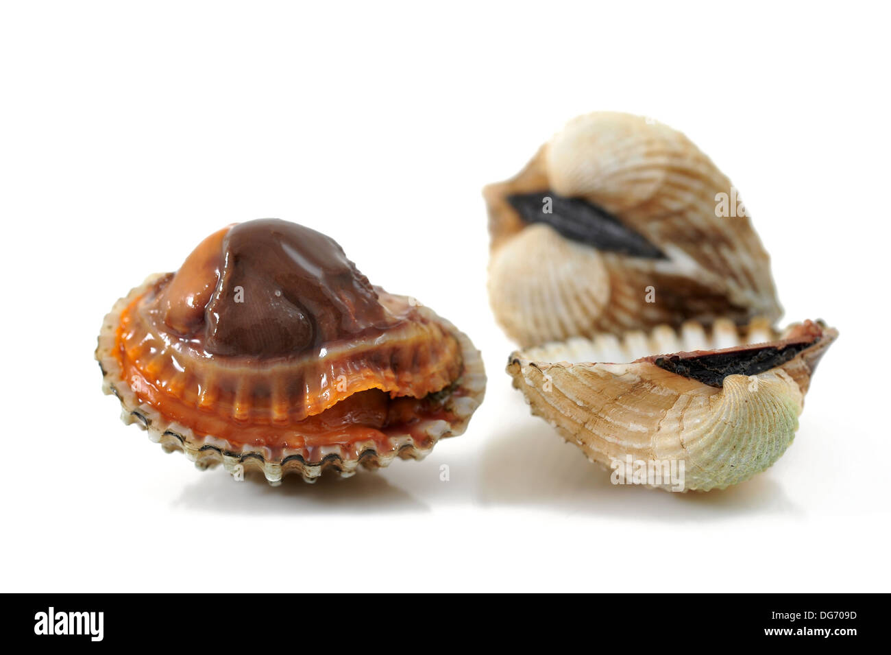 fresh cockles isolated on white Stock Photo