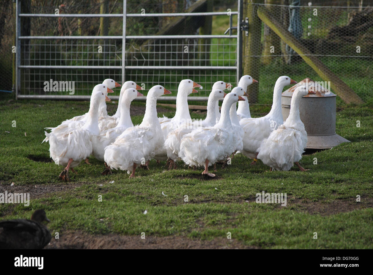 a young flock of Sebastopol Geese Stock Photo