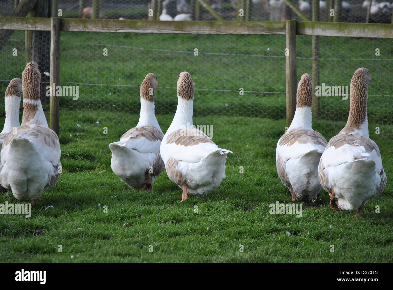 Back ends of some Breacon Buffs Geese Stock Photo