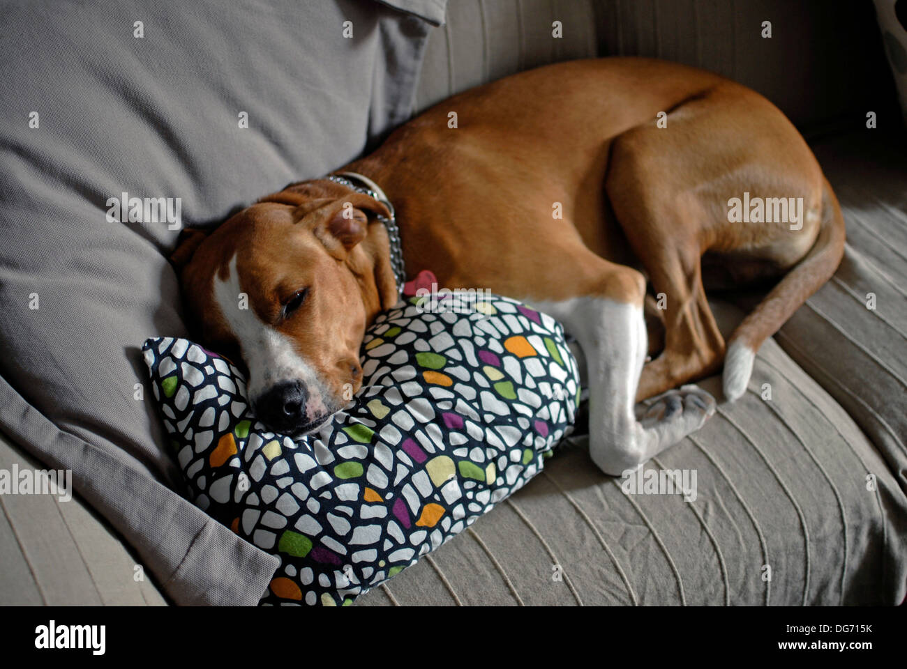 Brown dog sleeping on the sofa Stock Photo Alamy