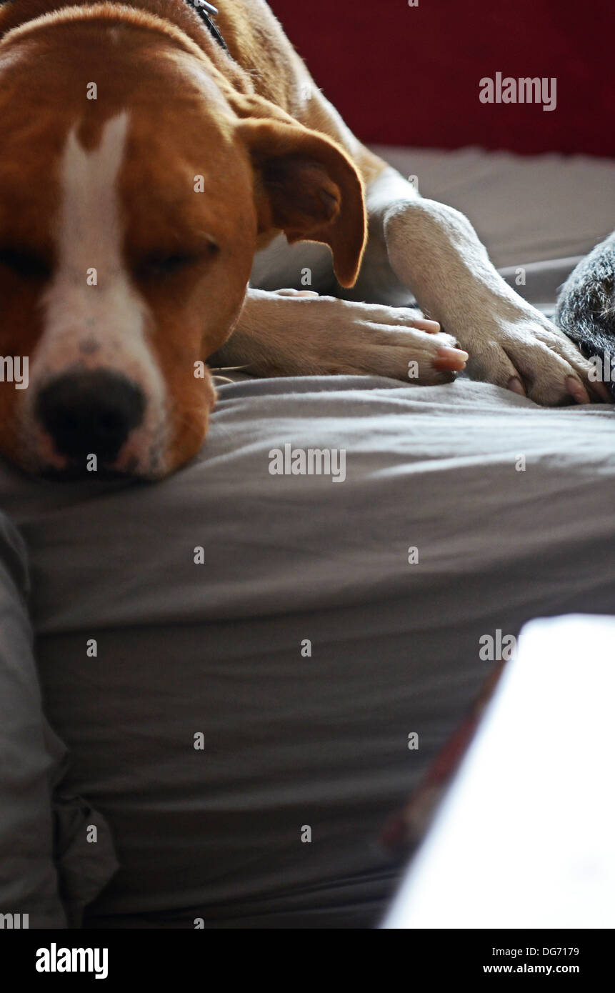Brown dog sleeping on the sofa Stock Photo Alamy