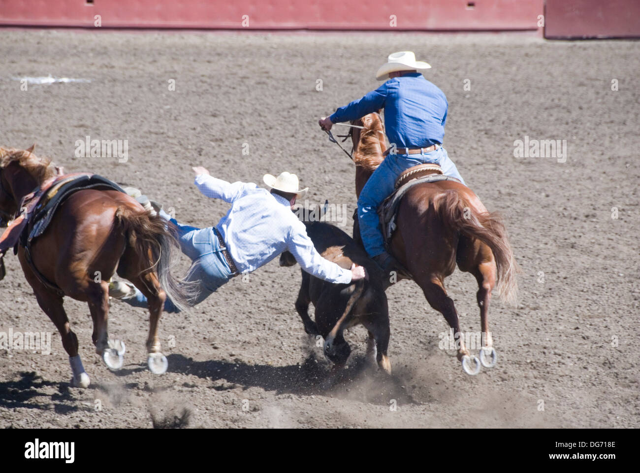 Steer wrestling cowboy leaps from his horse to catch a fleeing steer
