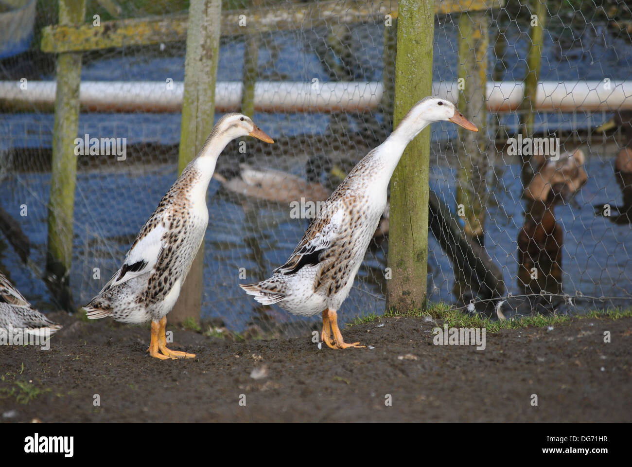 Indian Runner Ducks Stock Photo