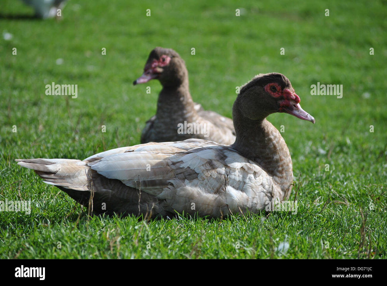 A pair of Muscovy ducks on pasture Stock Photo