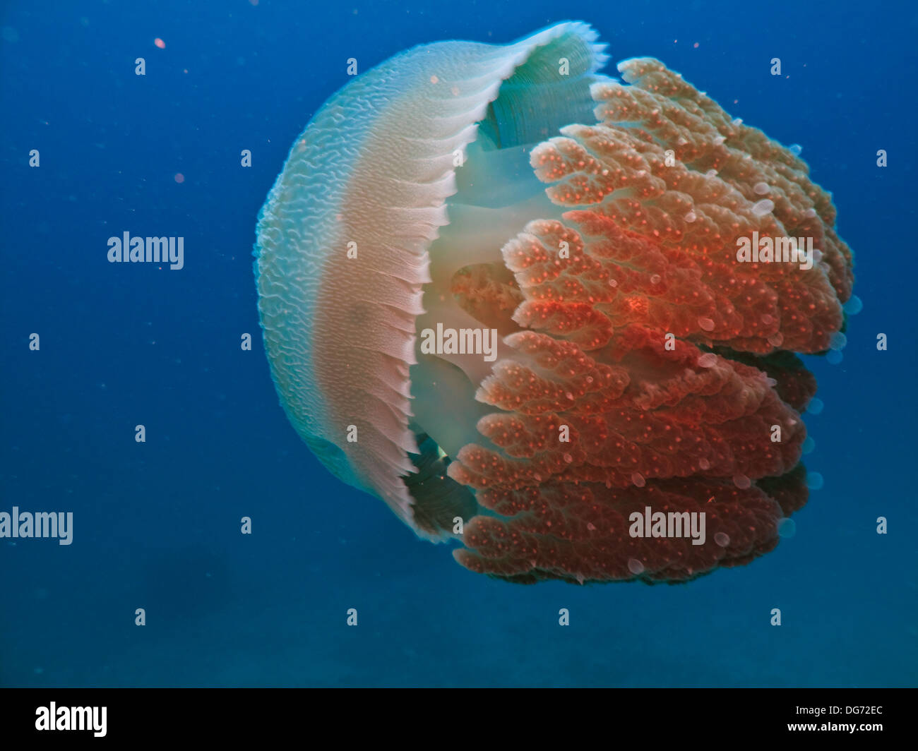 Closeup of Bioluminescent Jelly fish floating alone on Great Barrier Reef Australia Stock Photo