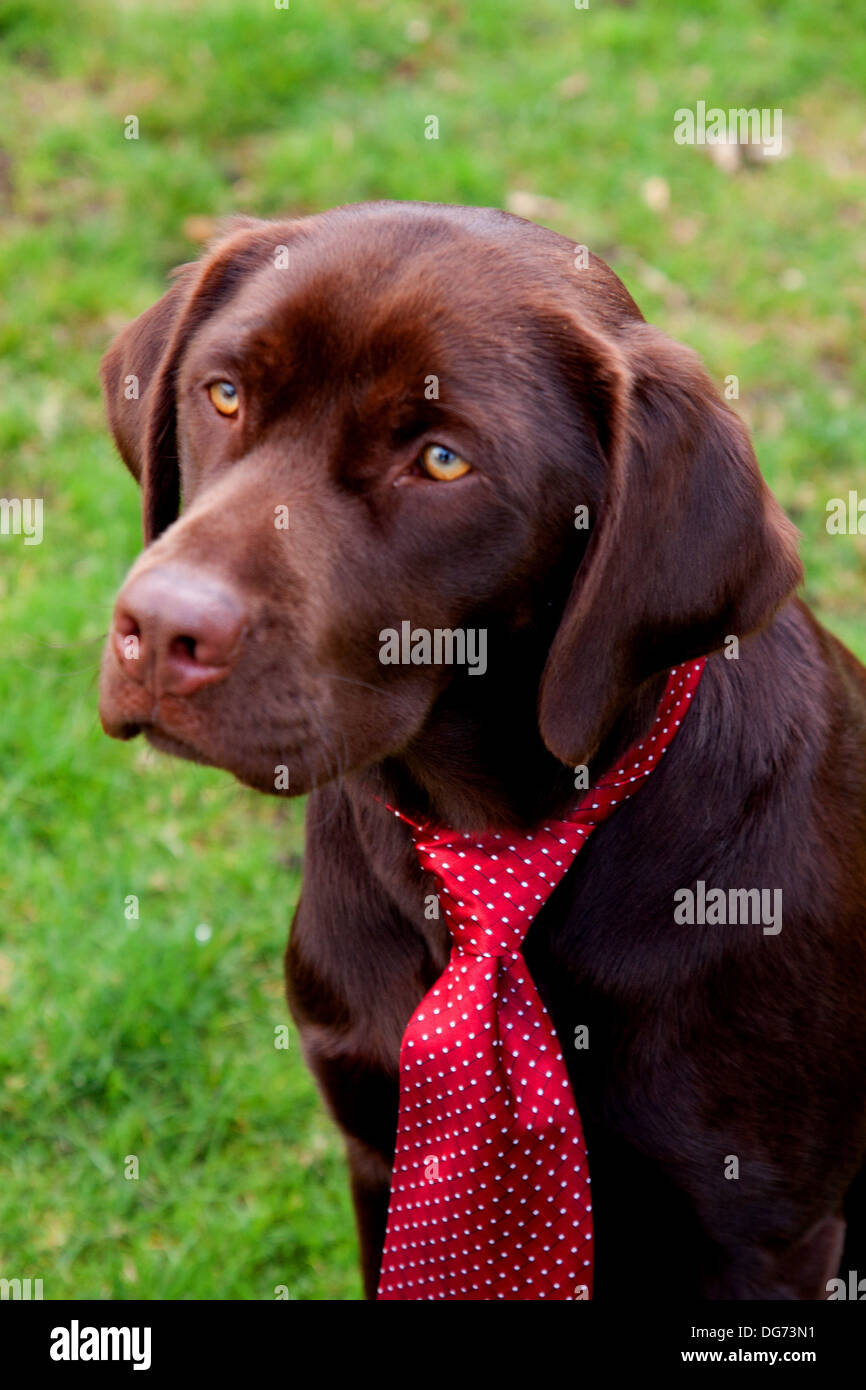 A Chocolate Labrador Retriever dog experiments with a necktiebased