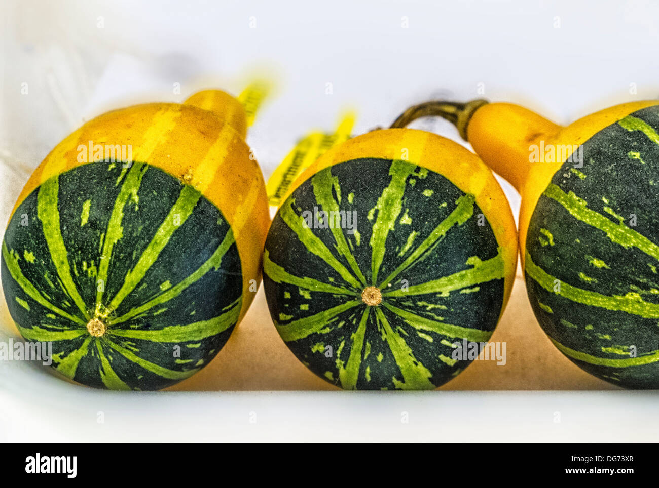 green yellow squash at the county fair Stock Photo 61622367 Alamy