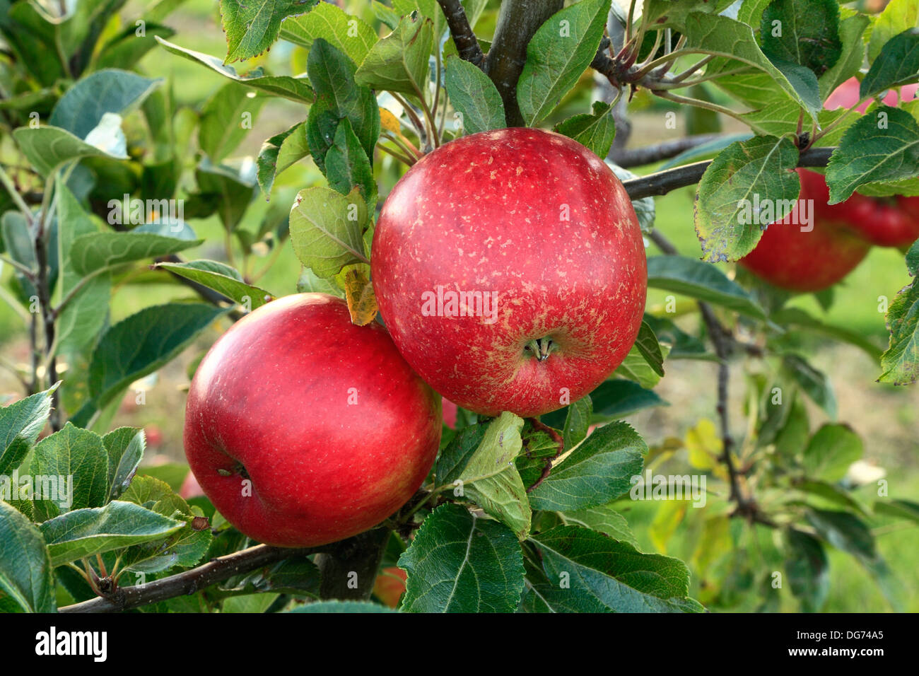 Apple 'Clopton Red', malus domestica, apples variety varieties growing on tree Stock Photo