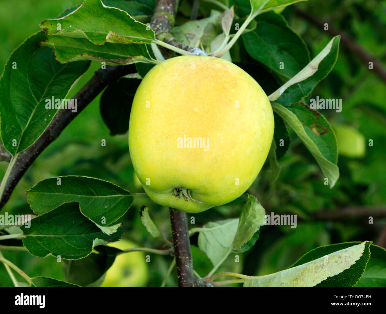 Apple 'Woodford', culinary cooking variety, malus domestica, apples