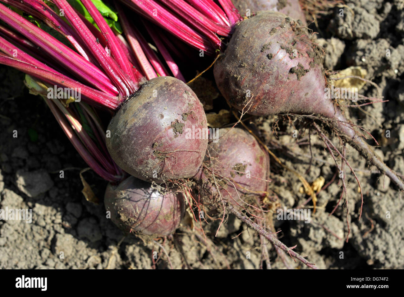 Red beets, beet roots in a vegetable garden. Variety Boltardy. Stock Photo