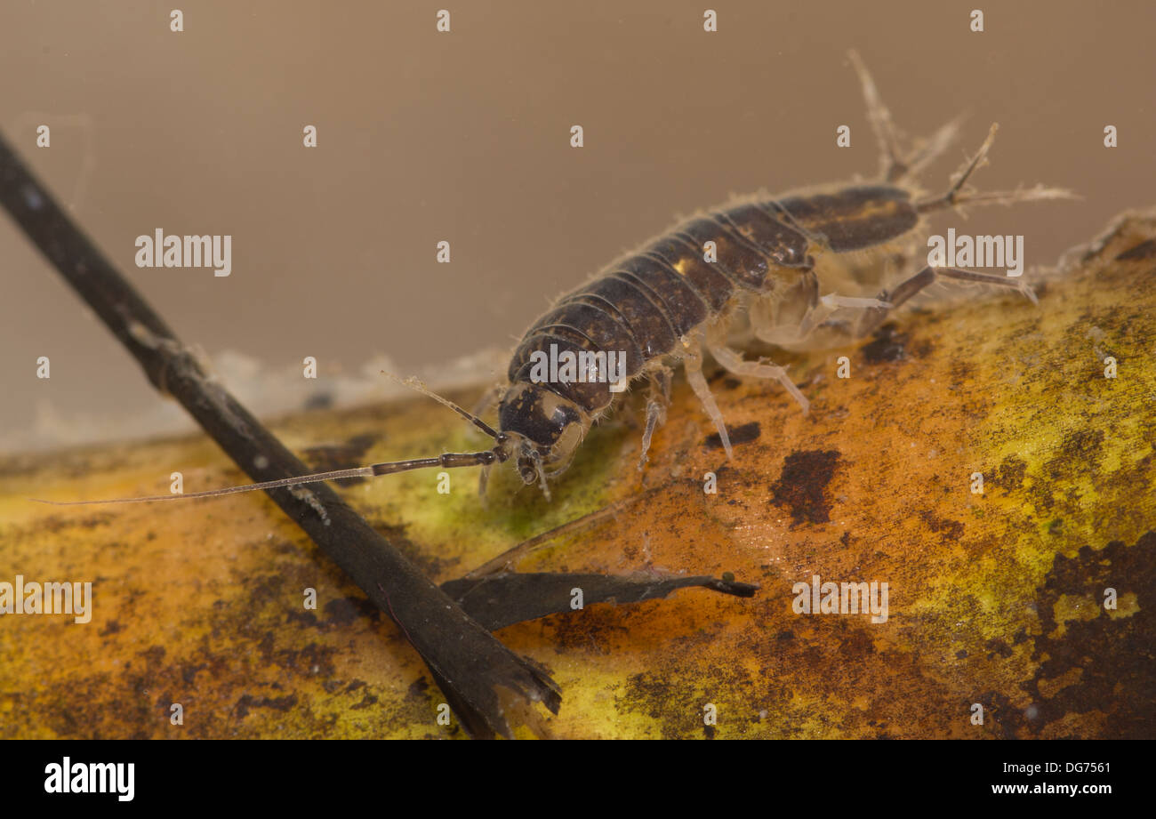 https://c8.alamy.com/comp/DG7561/water-hog-louse-crawling-over-leaf-underwater-taken-in-photographic-DG7561.jpg