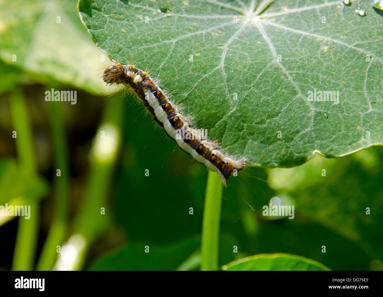 grey dagger moth [acronicta psi] larva Stock Photo