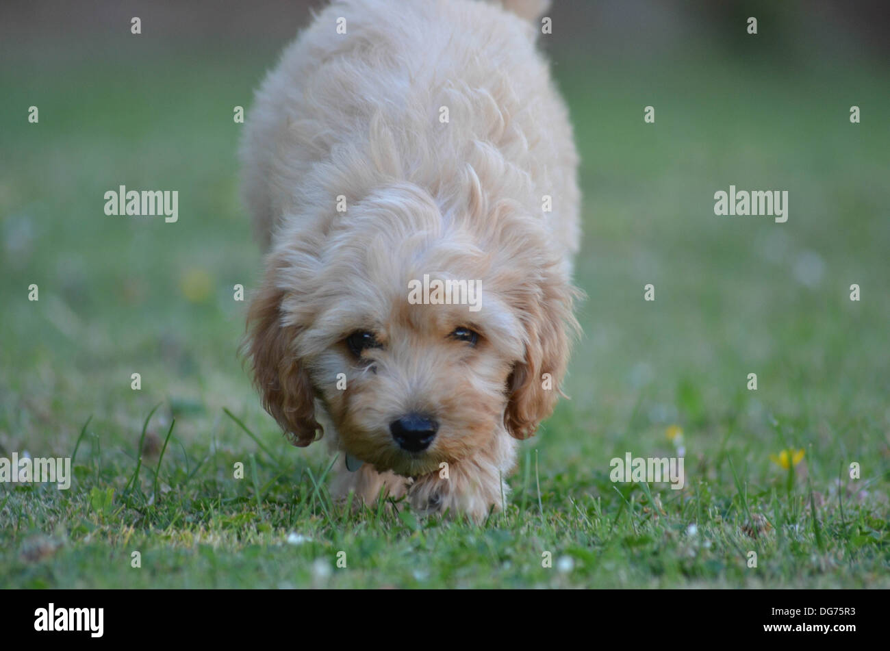 Cavapoo hi-res stock photography and images - Alamy