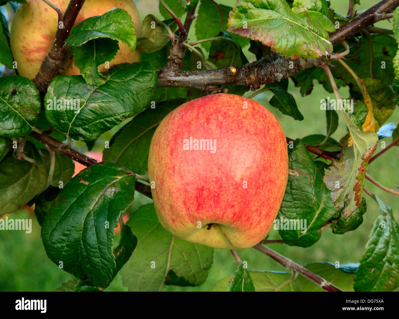 Apple 'Horsford Prolific', malus domestica, apples variety varieties growing on tree Norfolk England Stock Photo