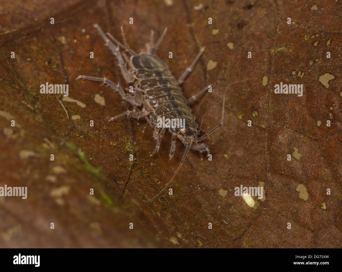 Water louse asellus aquaticus hires stock photography and images Alamy