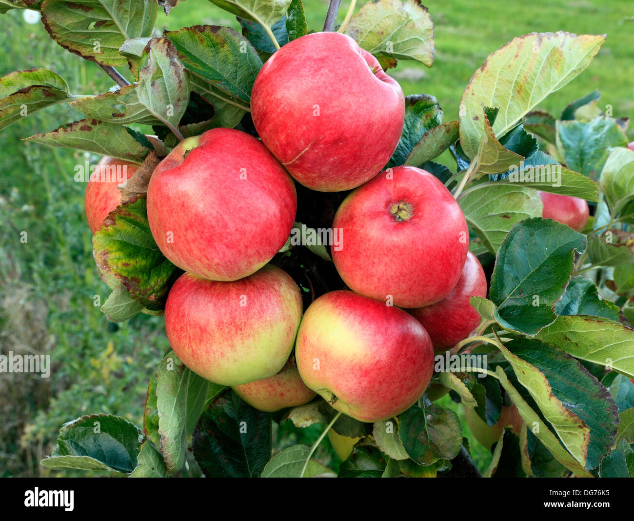 Apple 'Monarch', malus domestica, culinary variety  apples variety varieties growing on tree Norfolk England Stock Photo