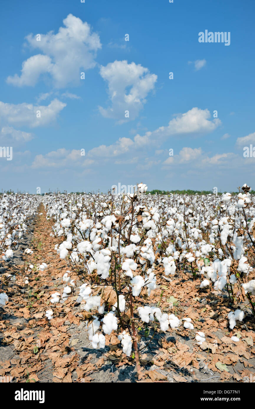 Cotton plantation in southern Texas, USA Stock Photo