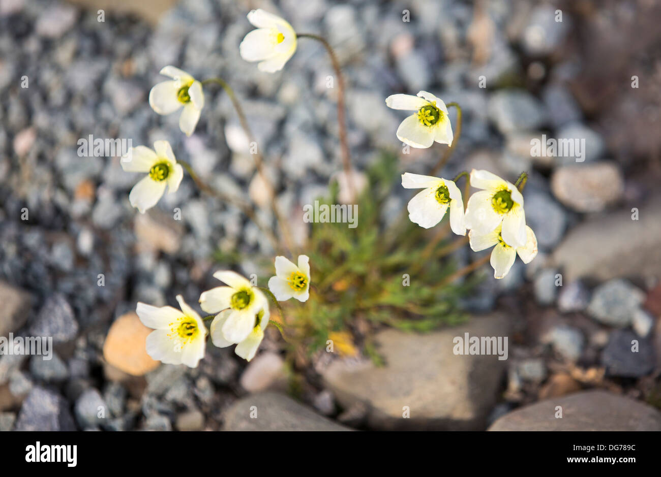 Arctic Poppies growing on the tundra in Svalbard. Stock Photo