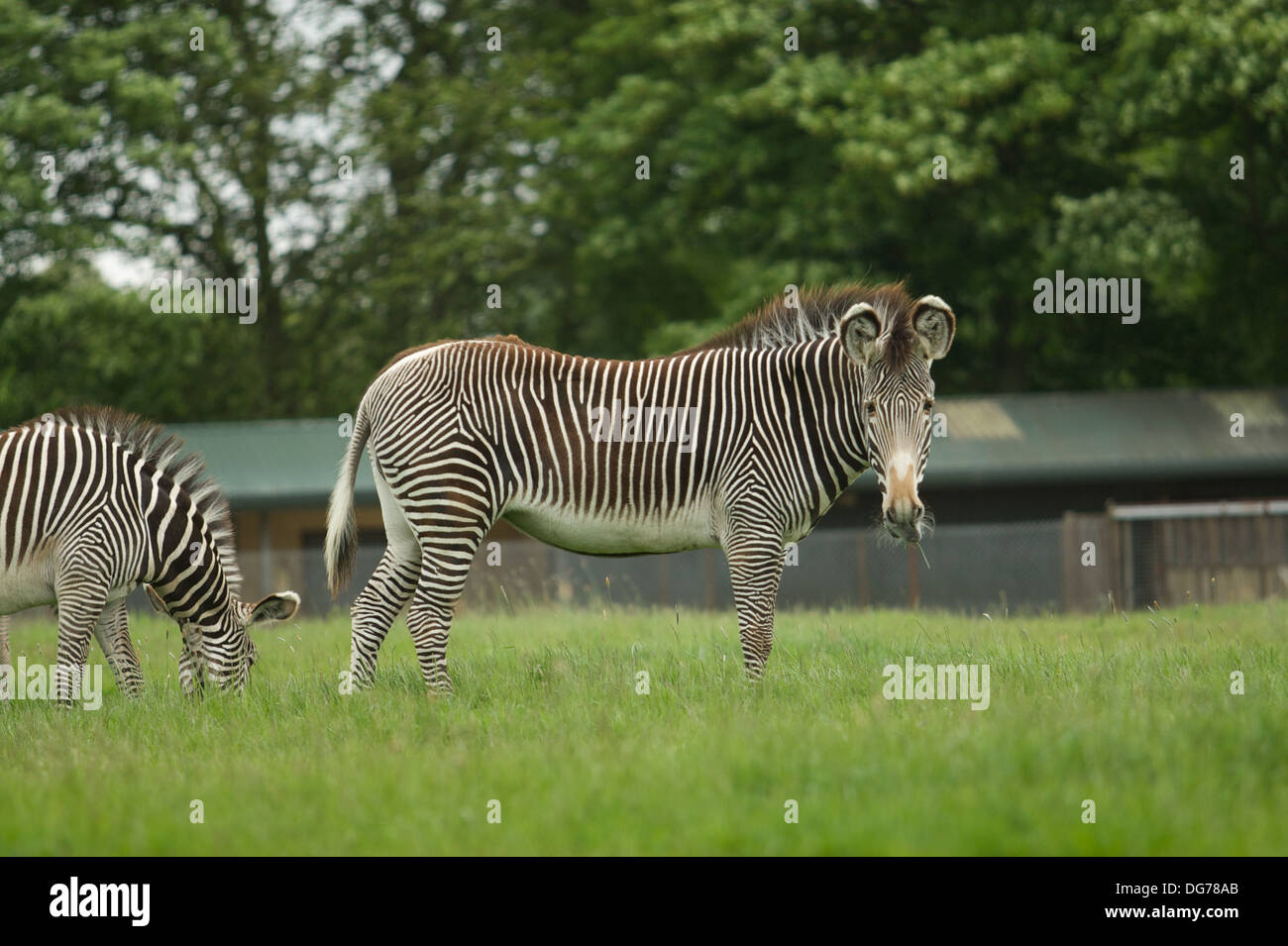 Zebras at Whipsnade Zoo, Luton, Bedfordshire, England Stock Photo Alamy
