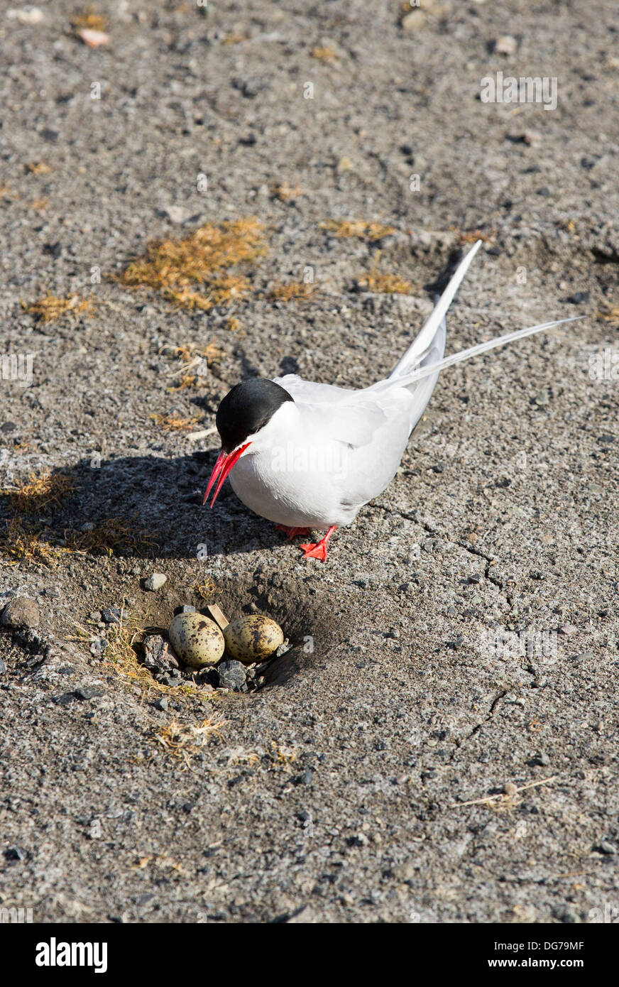 An Arctic Tern (Sterna paradisaea) in Longyearbyen, Svalbard settling bakc on its nest. Stock Photo