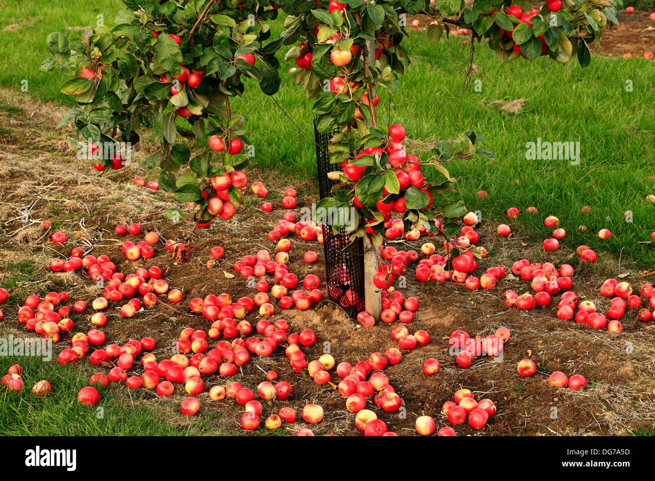 Apples on the ground hires stock photography and images Alamy