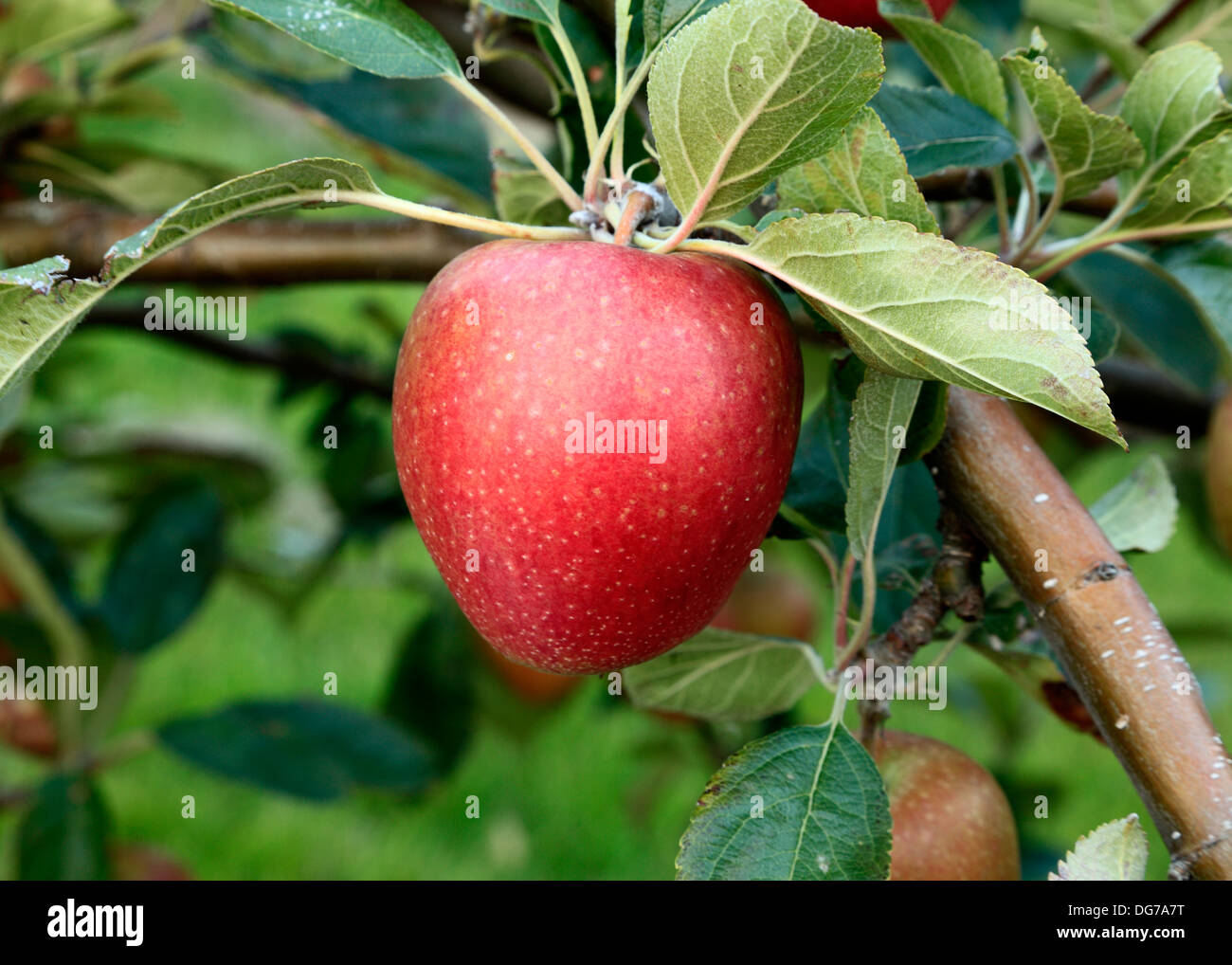 Apple 'Adam's Pearmain', malus domestica, apples variety varieties growing on tree Norfolk England UK Stock Photo
