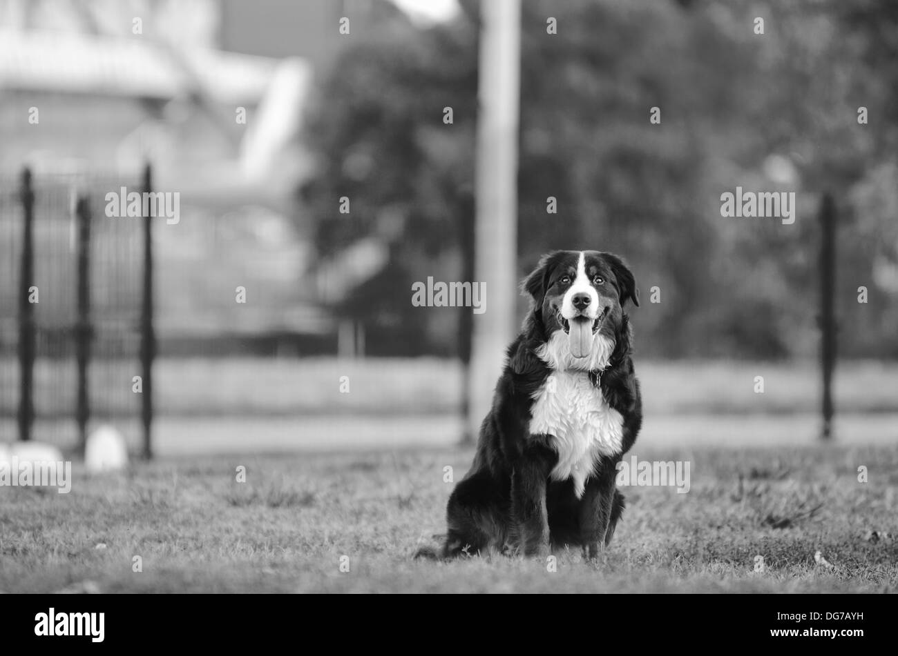 Birdie the Bernese Mountain Dog Stock Photo