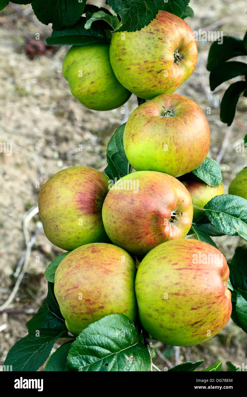 Apple 'Dutch Mignonne', malus domestica, apples variety varieties growing on tree Norfolk England UK Stock Photo