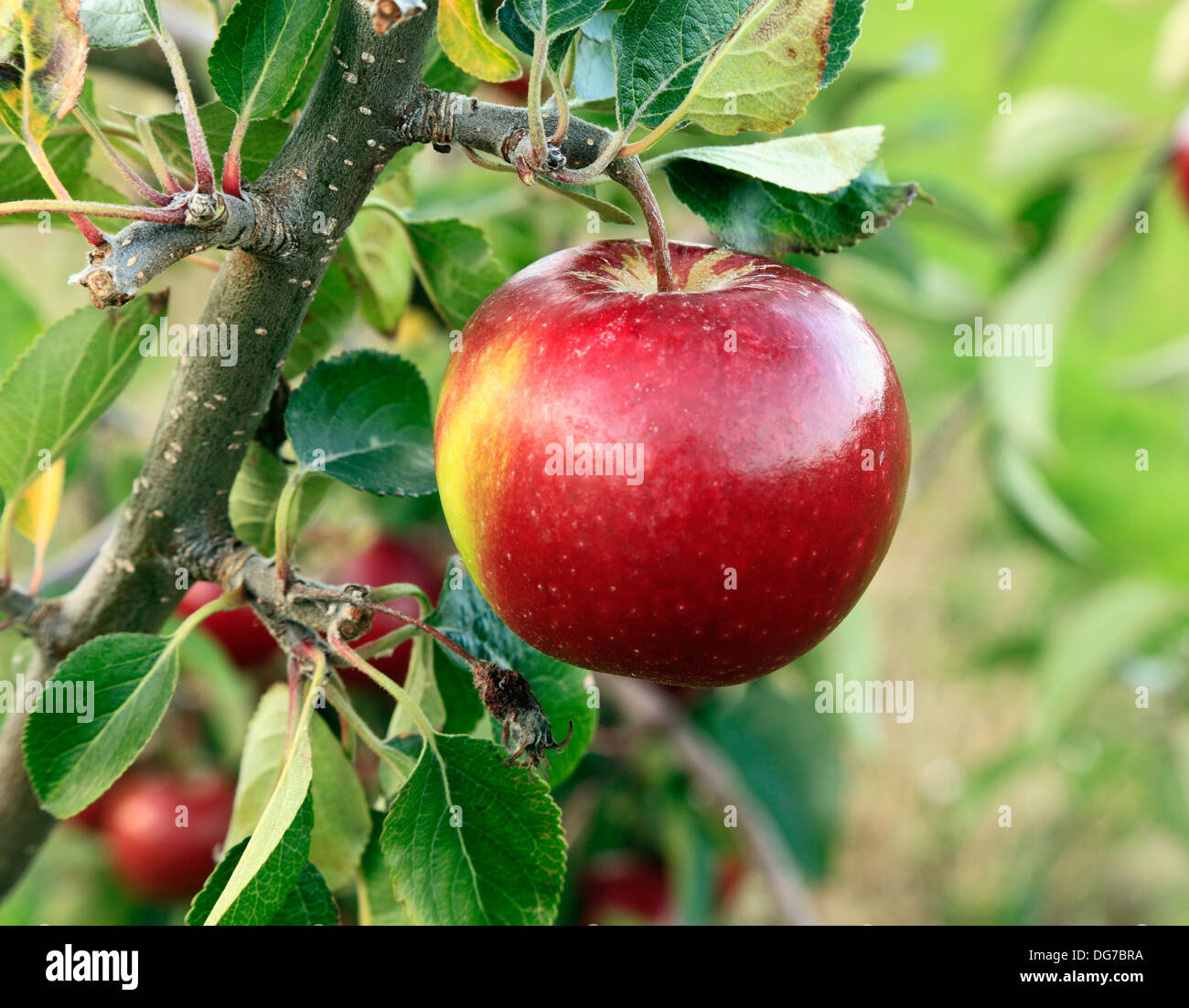 Apple 'Ellison's Orange', malus domestica apples variety varieties growing on tree Norfolk England UK Stock Photo