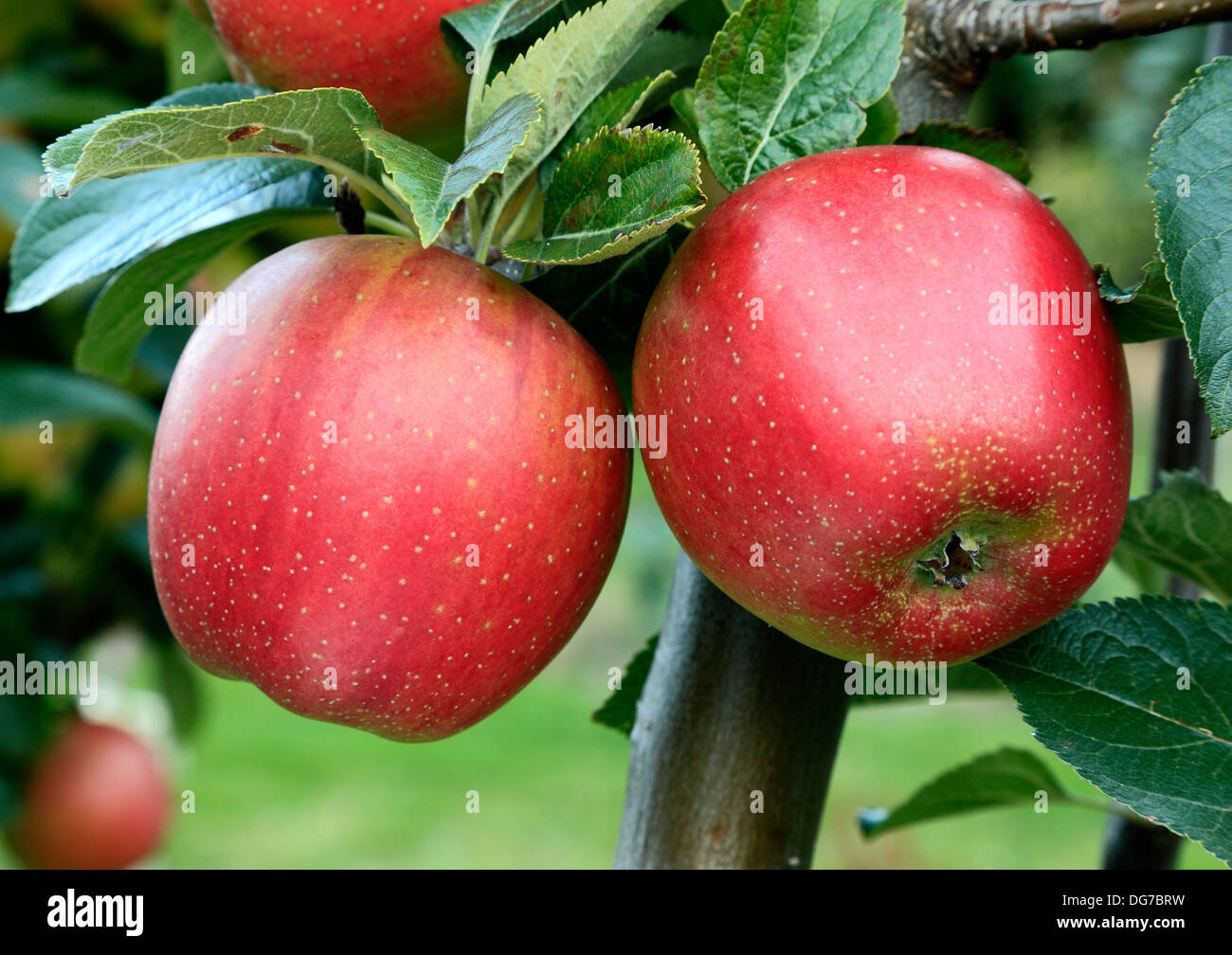 Apple 'Baxter's Pearmain', malus domestica, apples variety varieties growing on tree Norfolk England UK Stock Photo