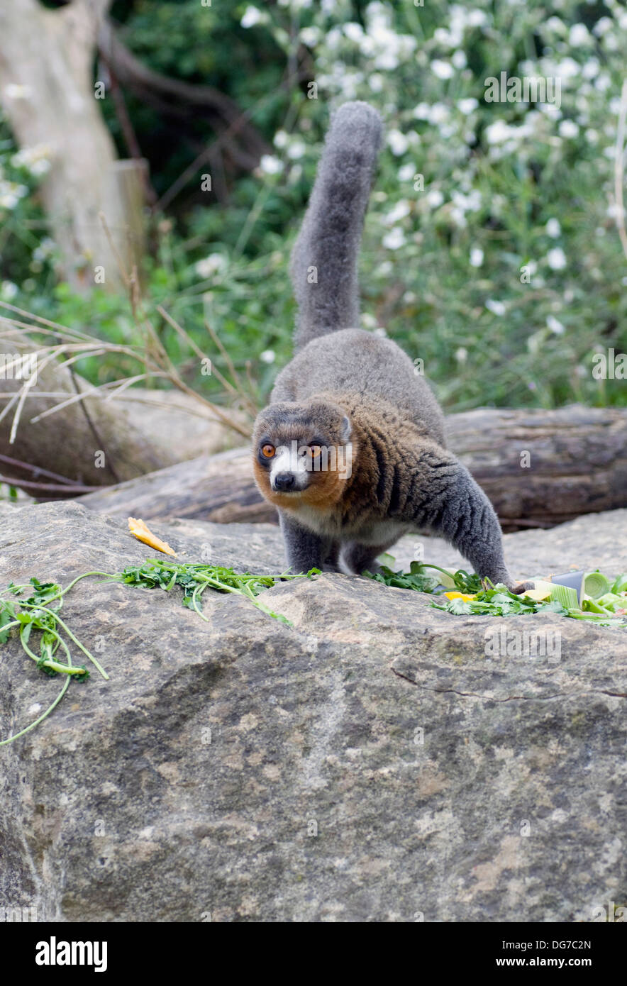 Mongoose Lemur Eulemur mongoz Comoros Madagascar Stock Photo